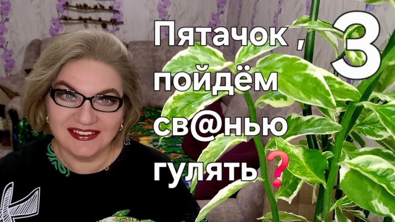 Пятачок, пойдём св@нью гулять❓️