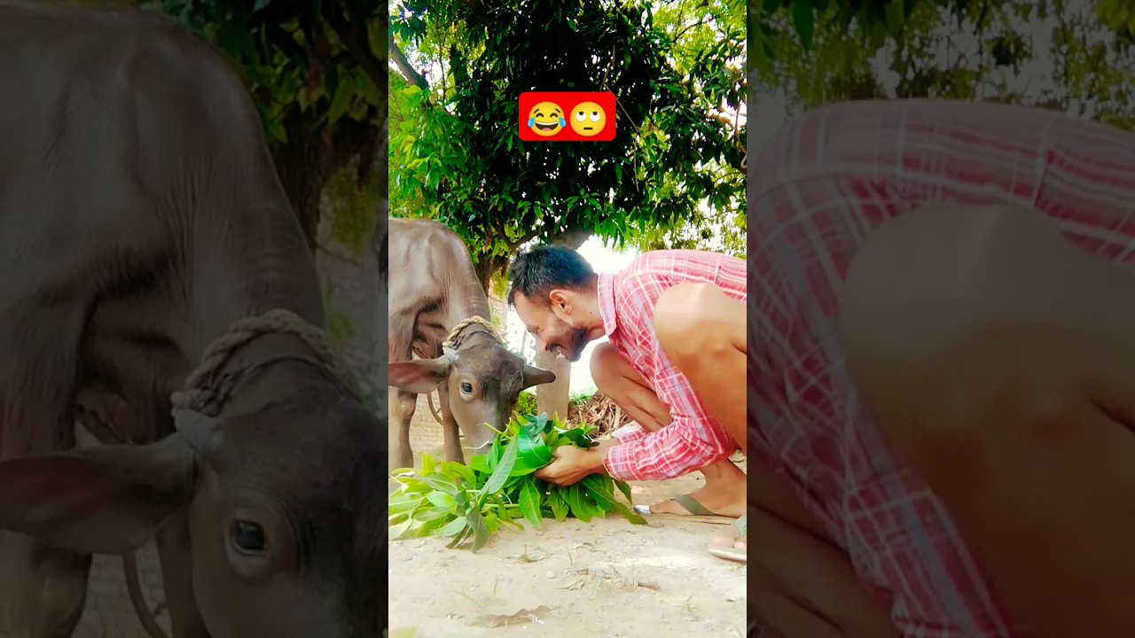 Theekuchi #theekuchi #song #funnyvideo #comedy