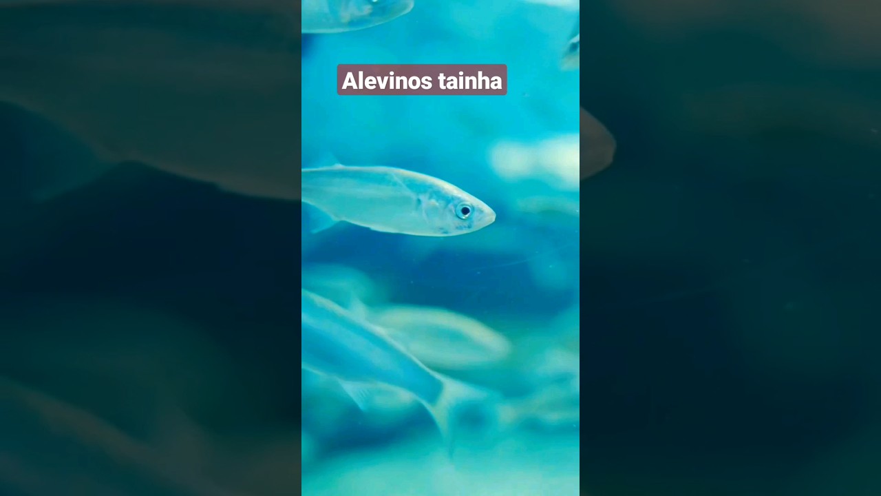 #peixes #pesca #alevinos #tainha #tainhas #mulletfishing #pescaesportiva #pescasubmarina #pescaria