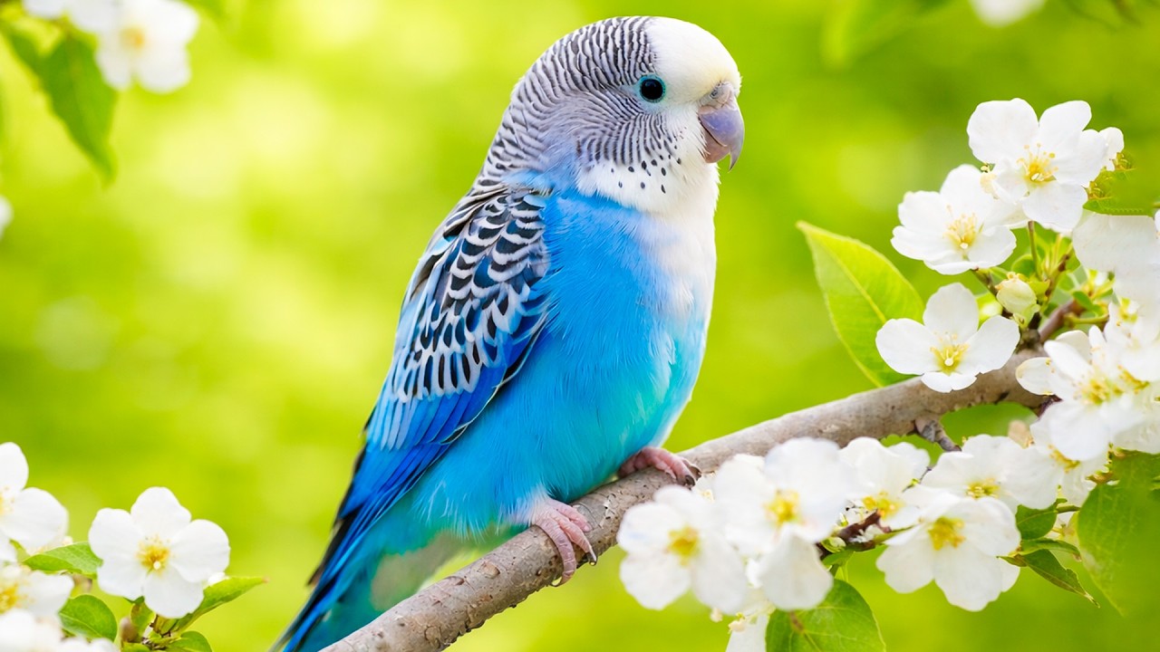 Birds Chirping & Soft Piano Music for Deep Sleep and Stress Relief 🌿🕊️🎹 | No Ads
