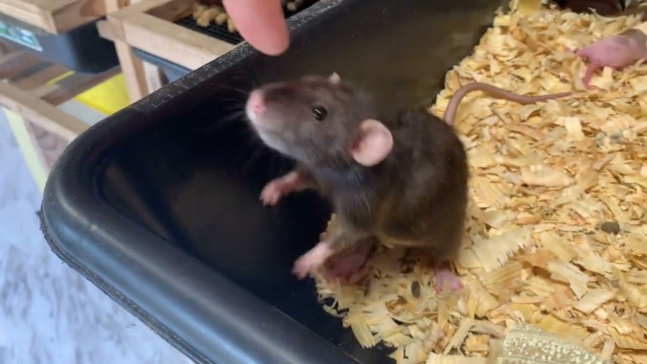 Breeding Rats here on the Homestead
