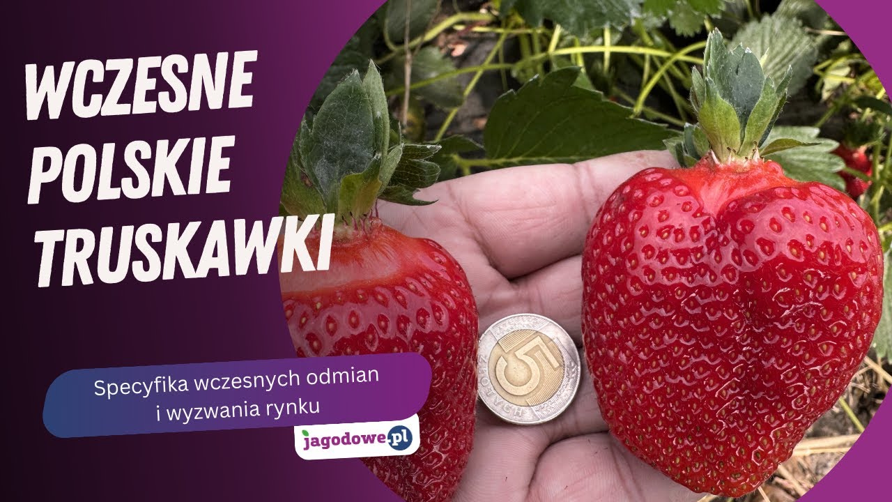 Wczesne polskie truskawki - specyfika odmian i wyzwania rynku