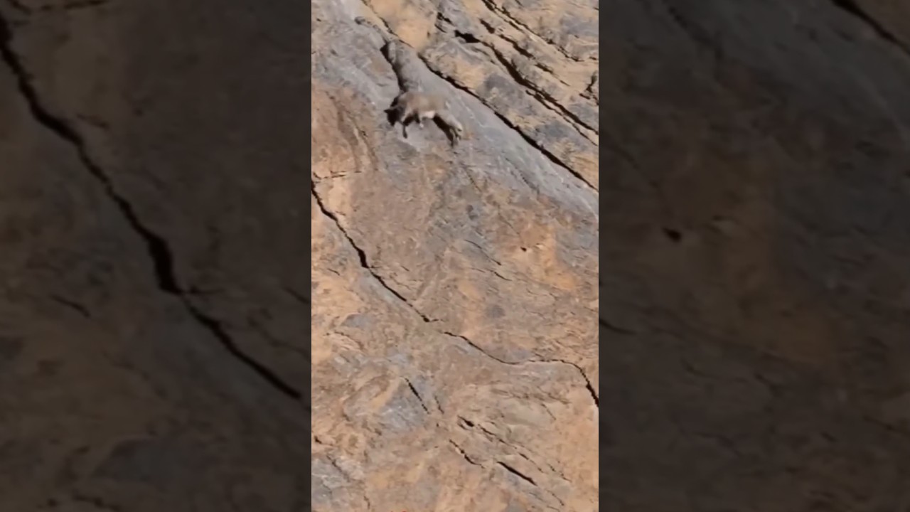 snow leopard Falling ibex #shorts #short #youtubeshorts #trending #viralvideo
