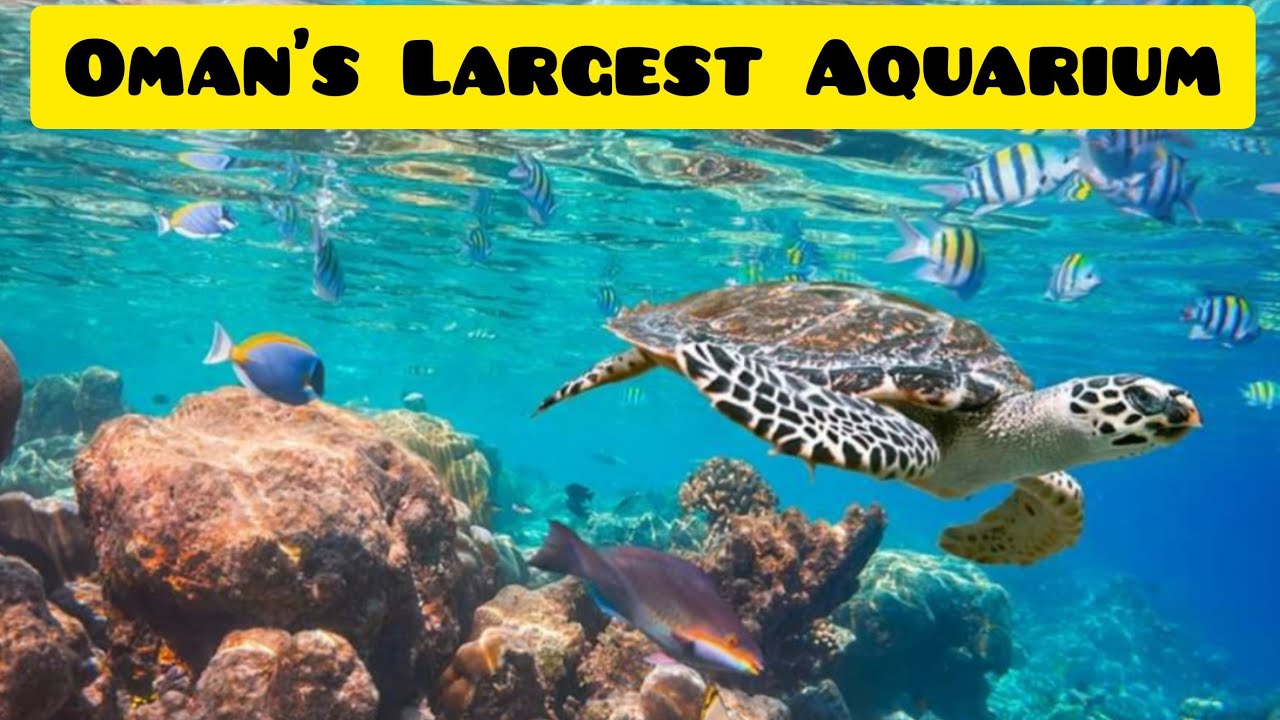 Mall of Muscat Aquarium | Largest Aquarium in Oman | Oman Aquarium Part 1