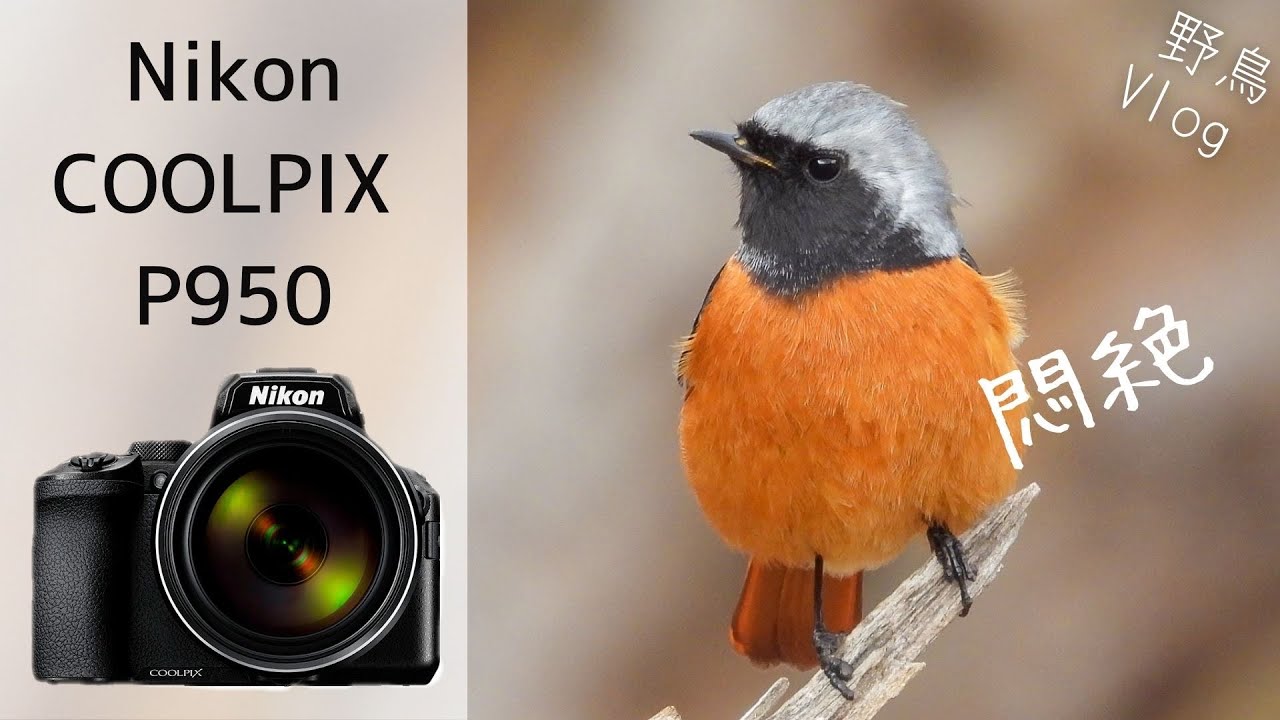 《COOLPIX P950》Nikonの最新コンデジ使ってみたらヤバい映像が撮れた【コンデジ野鳥Vlog】