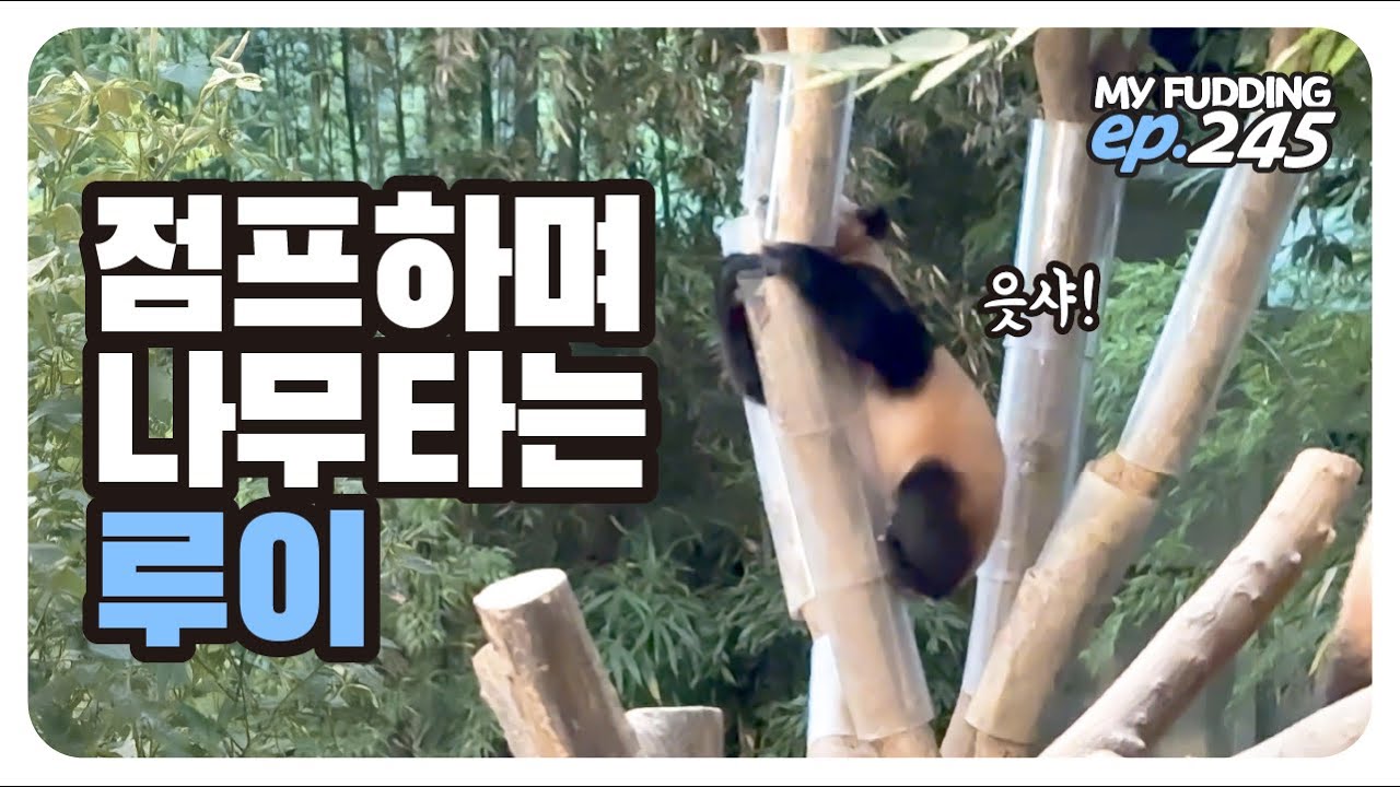 루이 심심함에 점프하며 나무 타기 도전💦 후이도 엄마의 밀착 육아에 나무로 도망💨