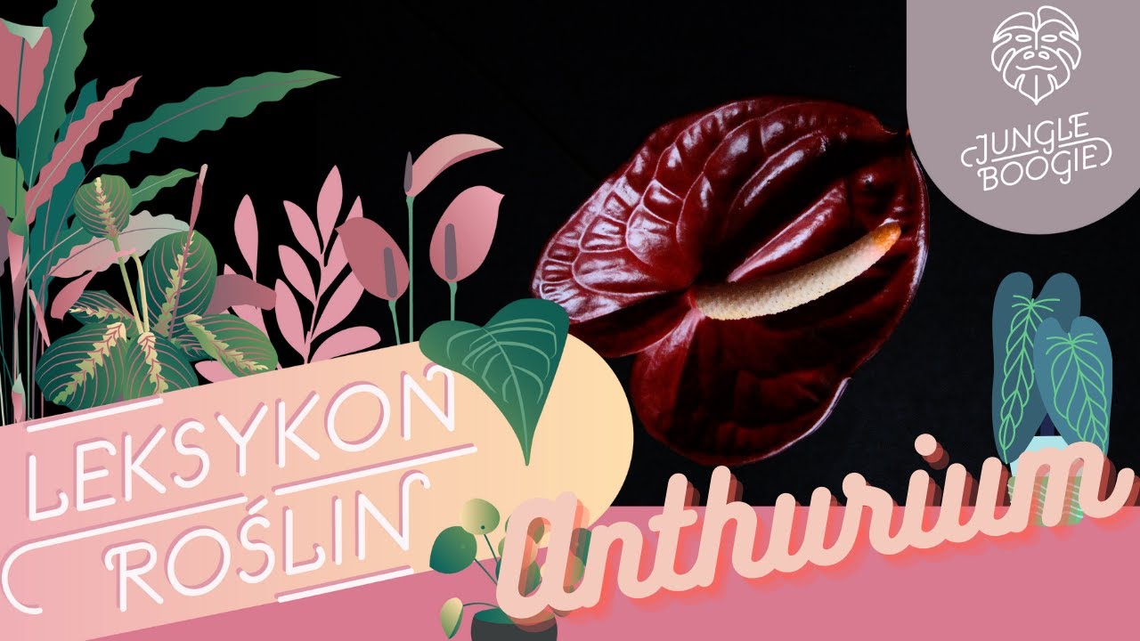 ANTHURIUM - pielęgnacja | podlewanie | podłoże | kwiaty | Anthurium clarinervium i inne odmiany