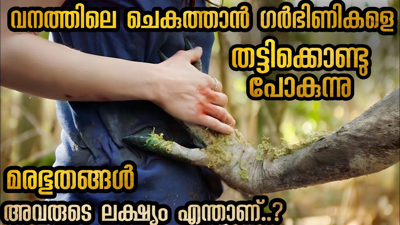 കാട്ടിലേക്ക് ടൂർ പോകുമ്പോൾ സൂക്ഷിച്ചോ അവിടെ ചിലരുണ്ട് അവരുടെ ആവശ്യമെന്താണ് @malluexplainer185