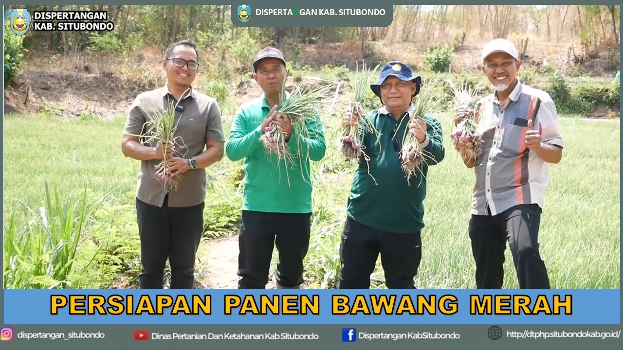 PERSIAPAN PANEN BAWANG MERAH DI LAHAN MARGINAL