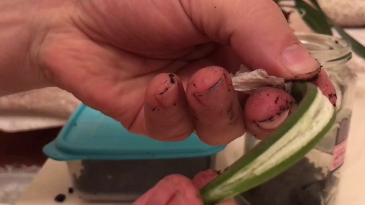 ORKİDE TOHUMU NASIL ÇİMLENDİRİLİR,   Orchid seeds germination; Orchideensamen Keimung