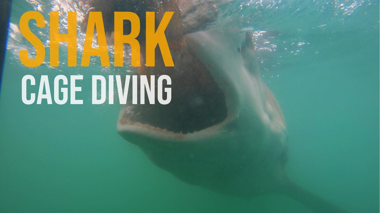 Shark Cage Diving | Cape Town, South Africa