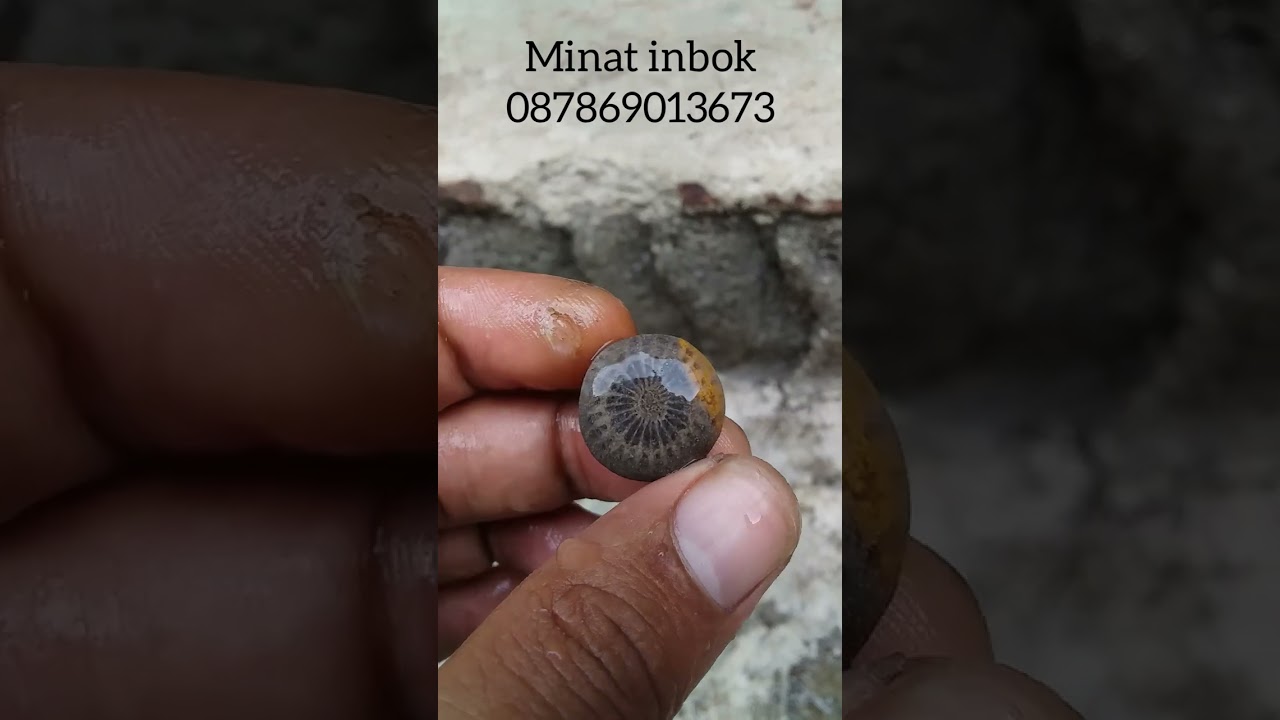 teratai tunggal asli #shorts #teratai #batuakik #batumotif #fosil #akik #batuakikindonesia #giok
