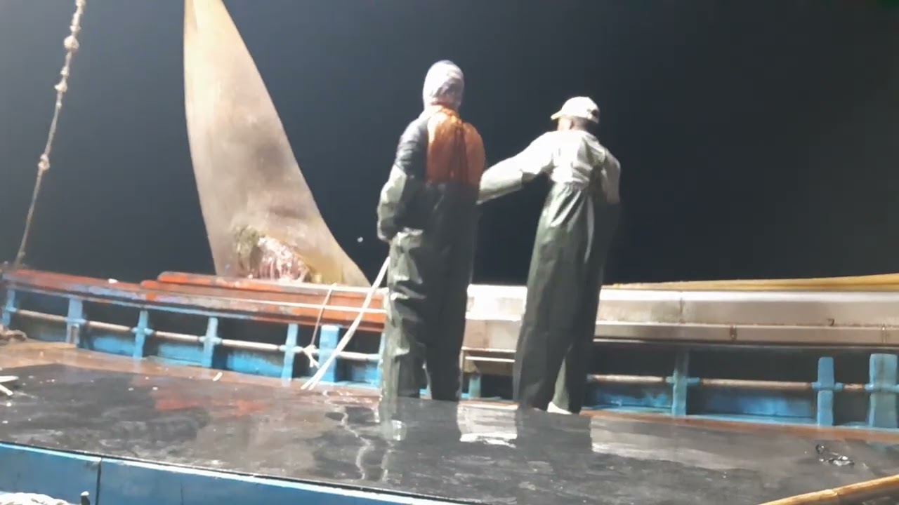 dada redi ikan tri nian to redi nakles