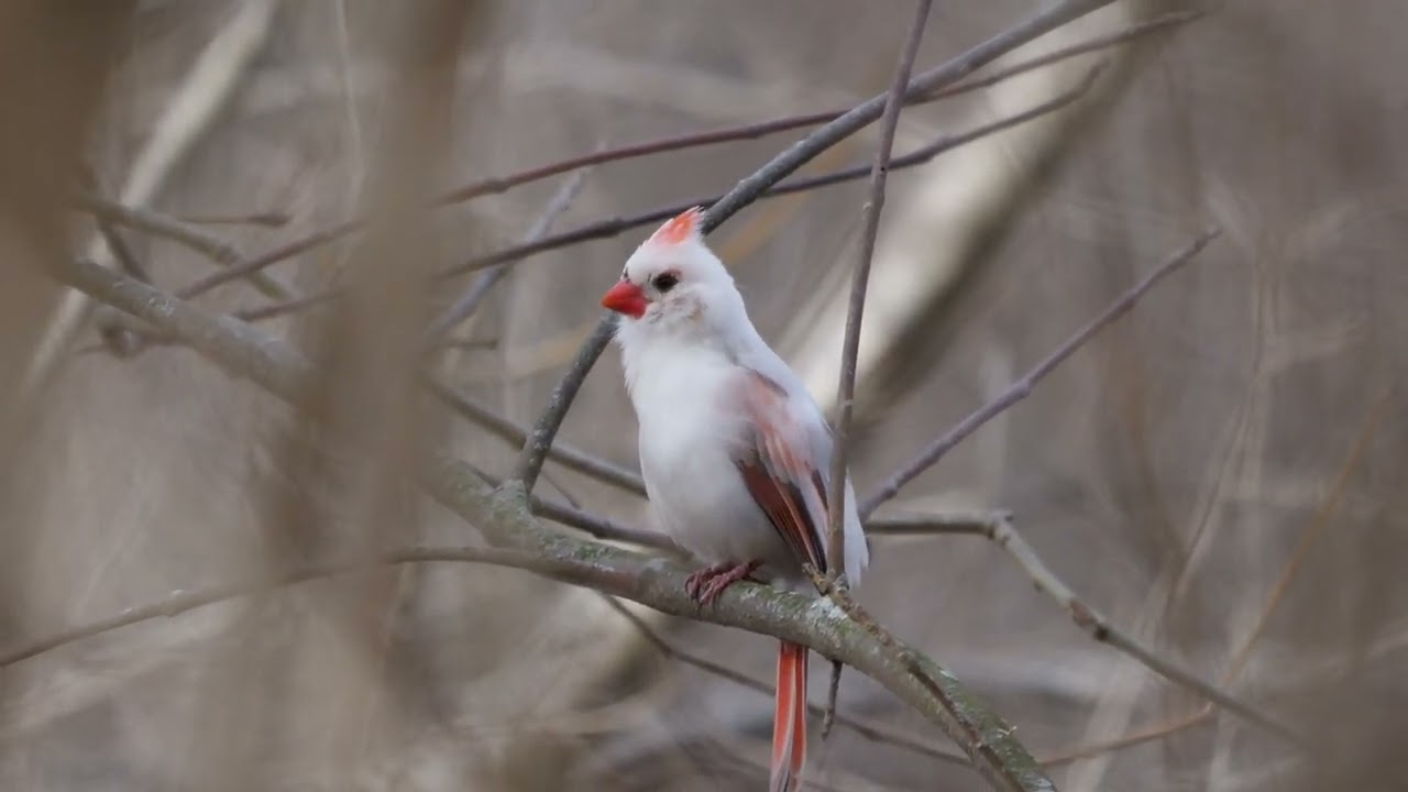 Leucistic Northern Cardinal
