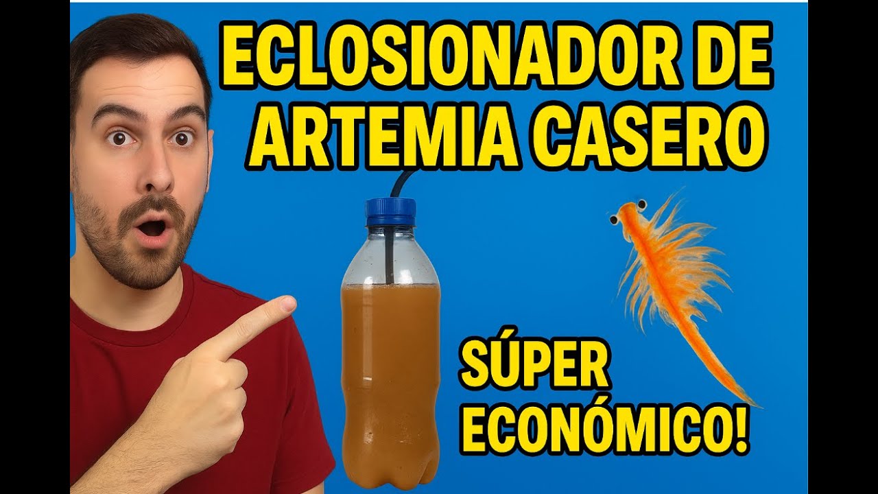 Eclosionador de ARTEMIA CASERO 🦐. MUY ECONÓMICO 💶