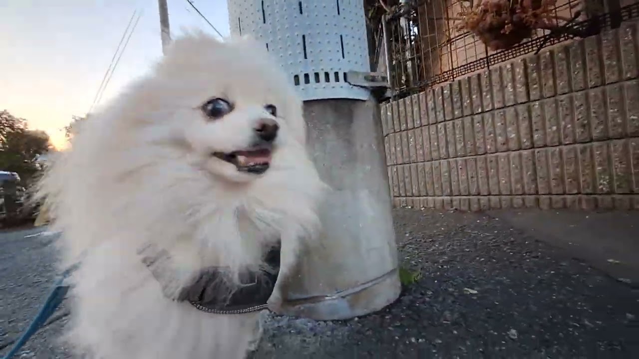 2026年2月16日月曜日　ポメラニアン？🐶　お散歩　テテ！