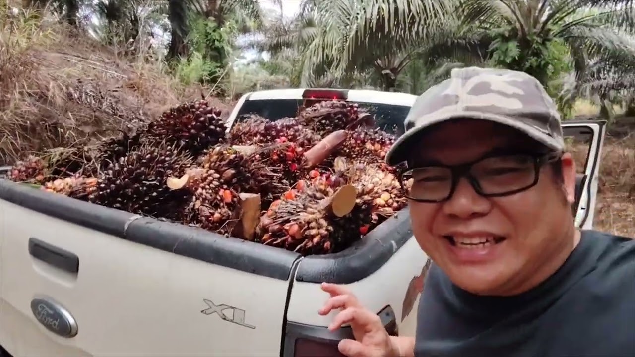 Panen Sawit, jalan sangat licin setelah habis hujan