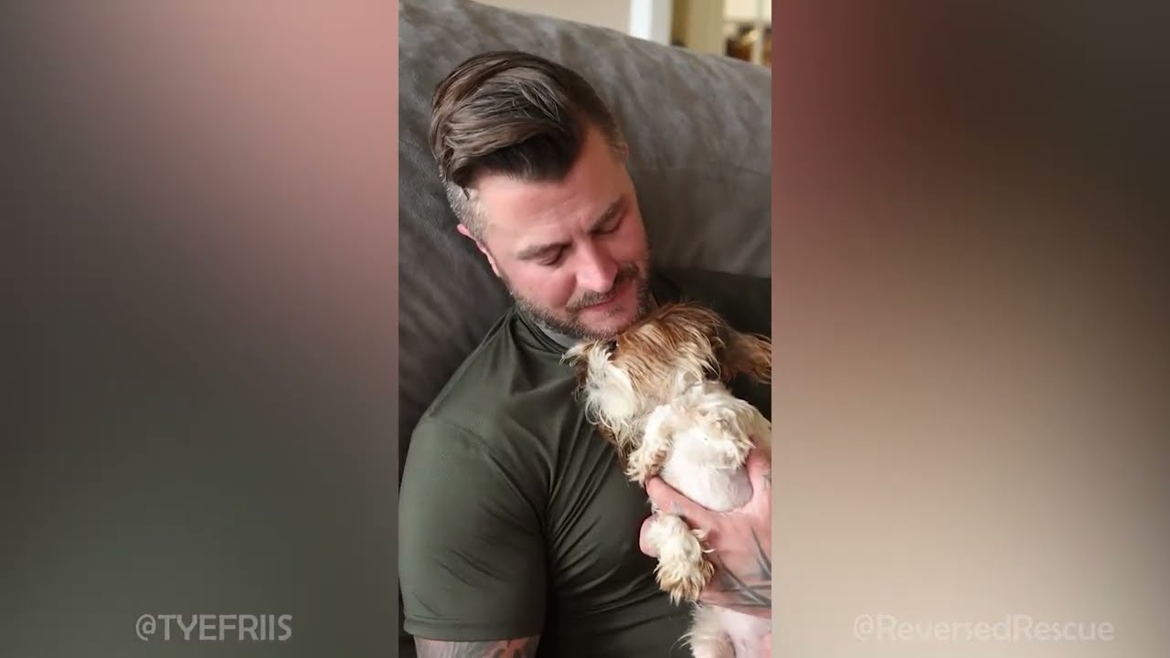 Funny Dogs Instagram Reels Compilation - Reversed Rescue & Tye Friis