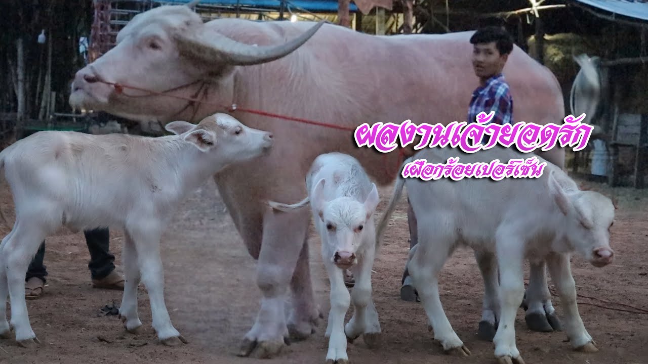 ผลงานการส่งลูกของ เจ้ายอดรัก