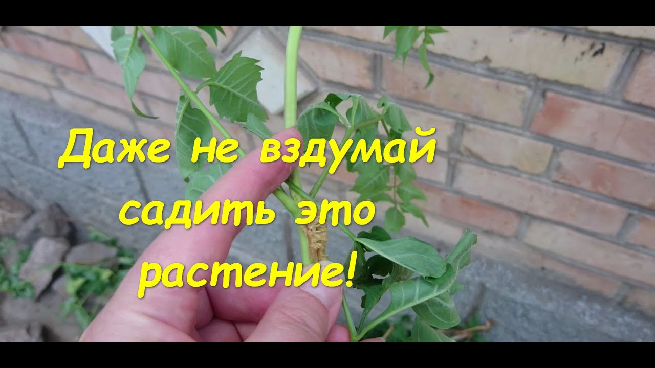 Даже не вздумайте садить это растение! Вывести невозможно!