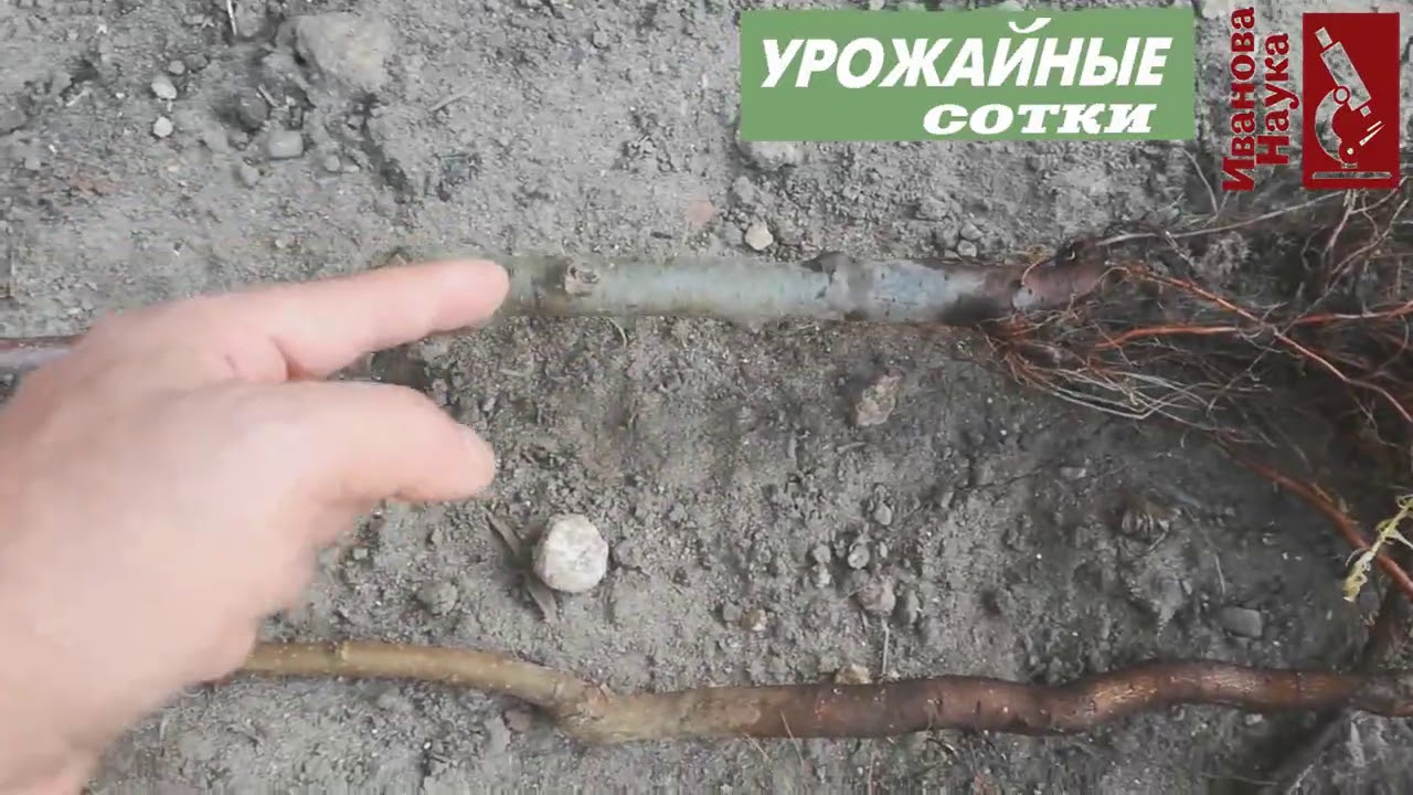 ЗАПОМНИТЕ эти правила для 100 % приживаемости саженцев и для 100 кг плодов с дерева!