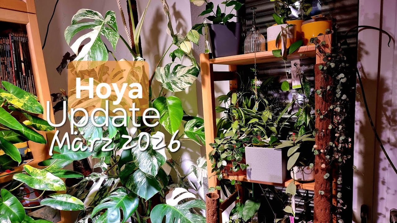 Hoya-Update März 2026 - Wie geht es meinen Neuzugängen aus dem Dezember?