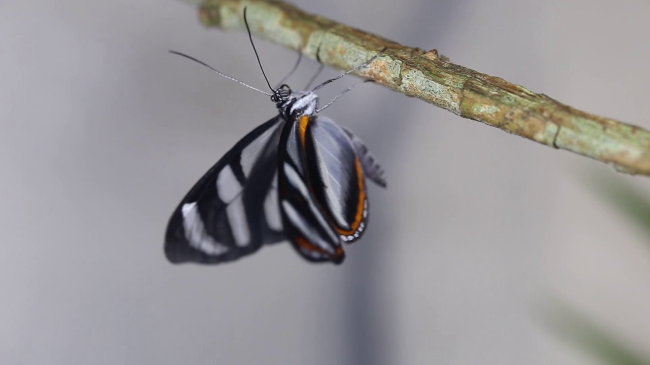 Glasswing butterfly eclosing (Oleria onega)