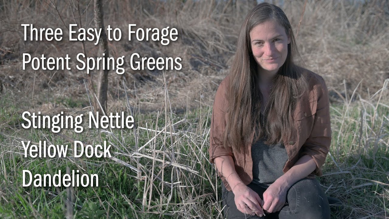 Three Easy to Forage Potent Spring Plants - Nettle, Dandelion, & Yellow Dock (Eat Your Weeds!)