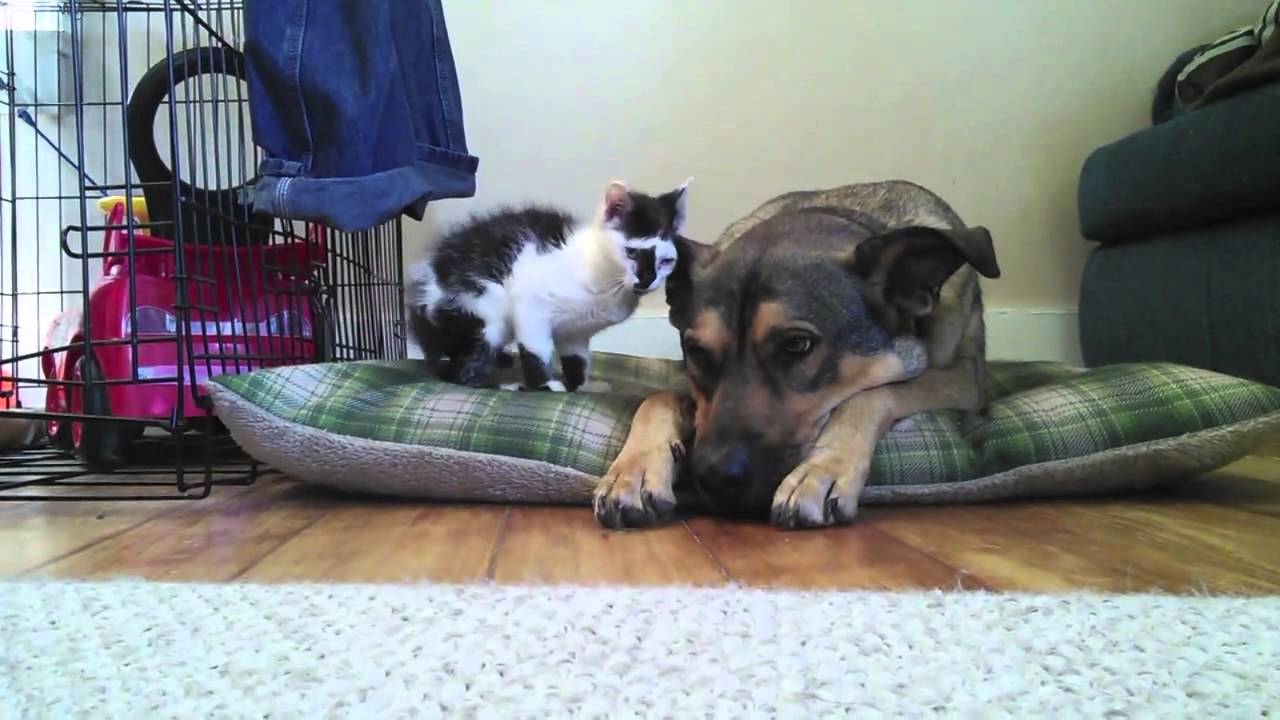 Un minuscule chaton fait la connaissance d'un gros chien
