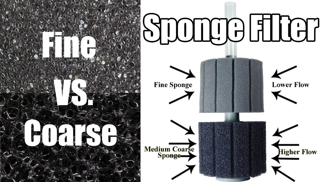 Sponge Filter Review- Coarse vs Fine Sponge Filter