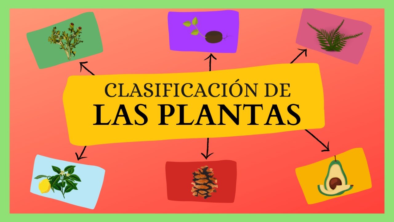CLASIFICACIÓN de las Plantas: ANGIOSPERMAS y GIMNOSPERMAS