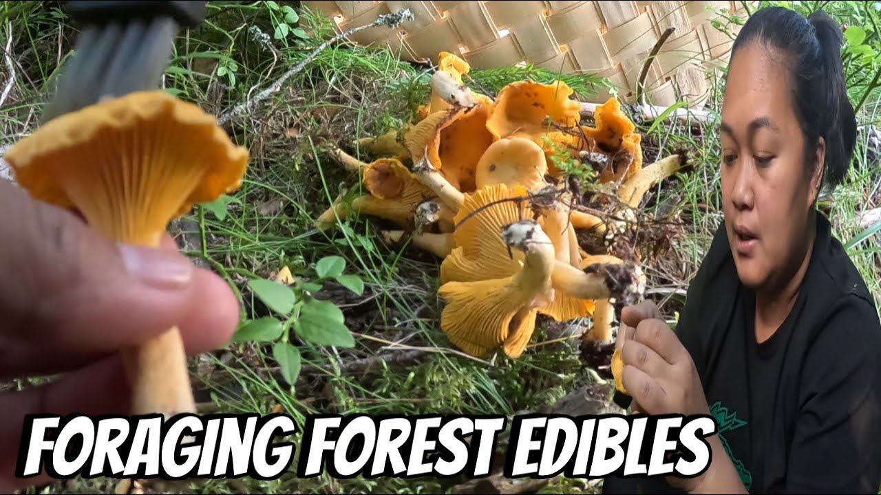 FORAGING CHANTARELLES IN THE WILD | THE LINDEMANS