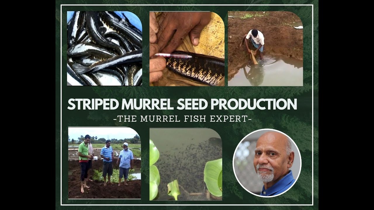 Striped Murrel Seed Production| The Murrel Fish Expert |