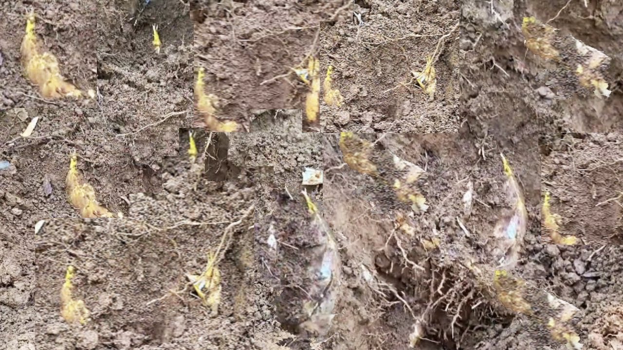 阿峰在新挖的小路上发现裂缝，挖进去果然有惊喜，笋子多多运气太好了！【乡村阿峰】