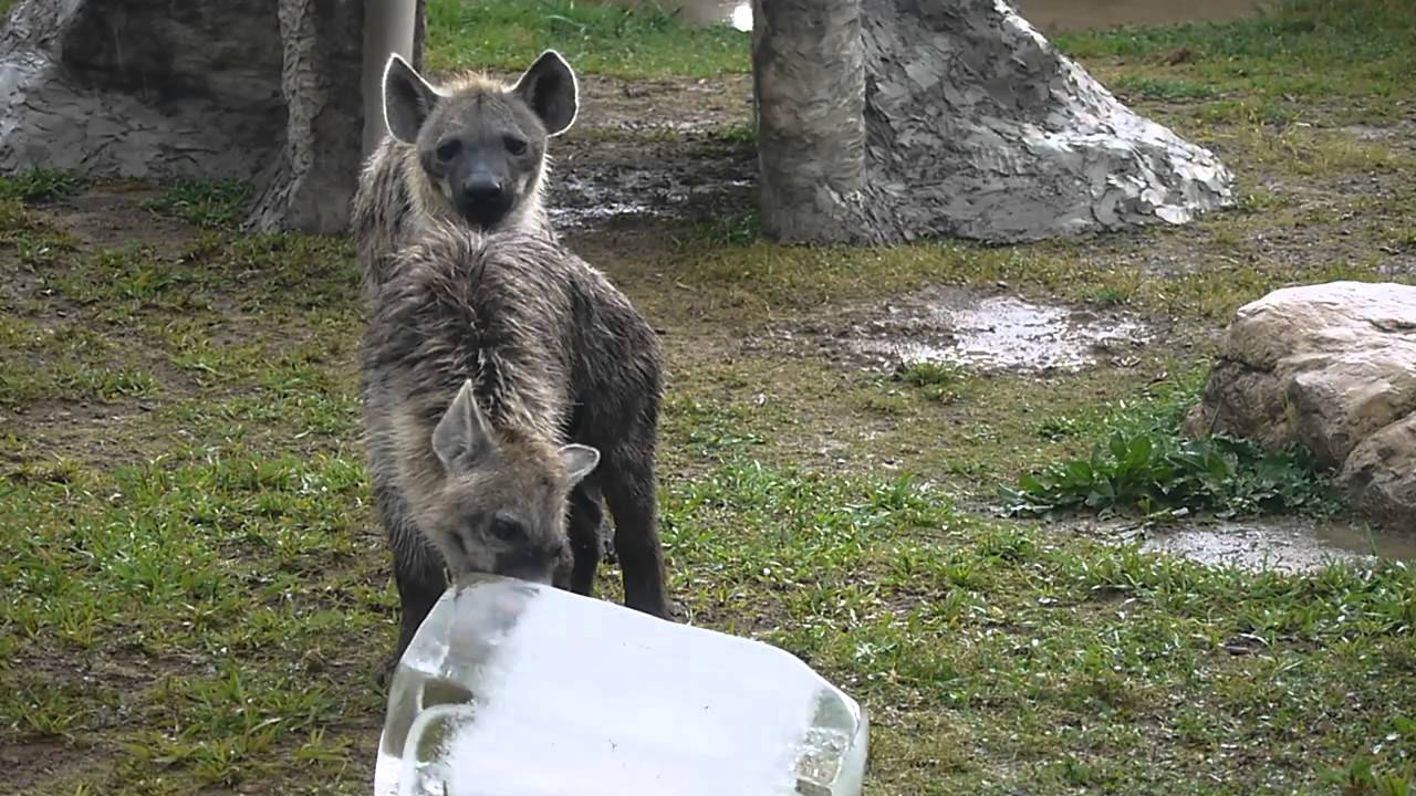 ブチハイエナのとーふ、氷に興味津々(のいち動物公園)