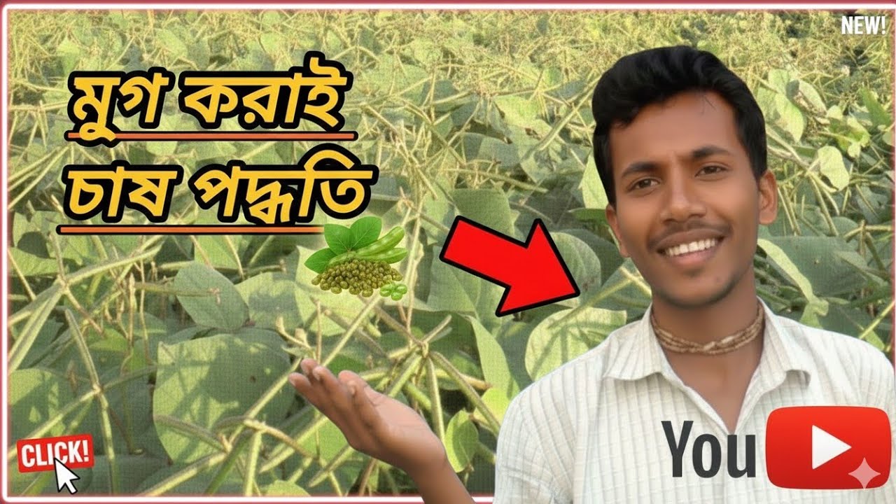 মুগ করায় চাষ পদ্ধতি#moong farming 