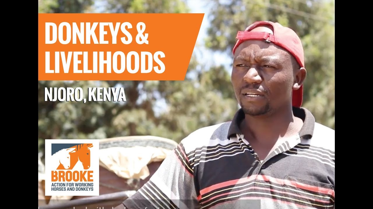 Donkeys and Livelihoods Njoro, Kenya