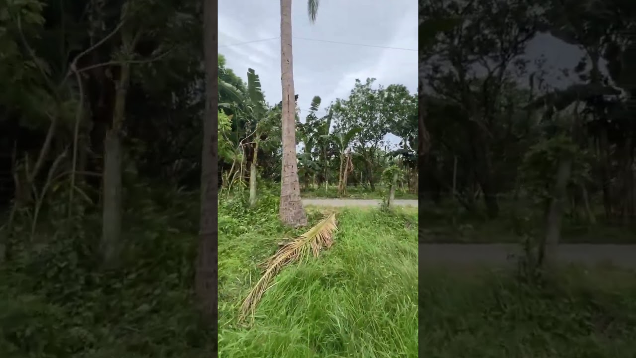 1000sqm Farm lot in Candeleria Quezon