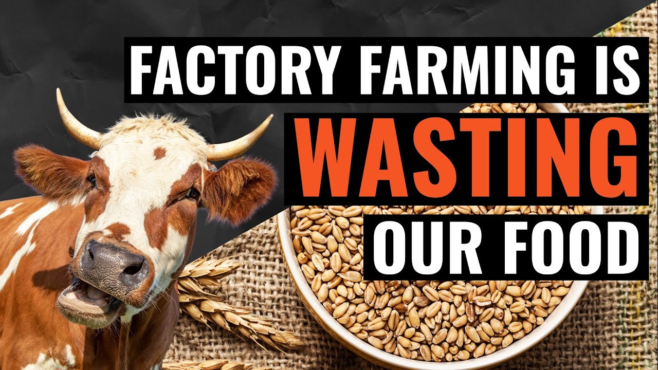 FOOD WASTE: Factory Farming REVEALED as World’s Biggest Cause