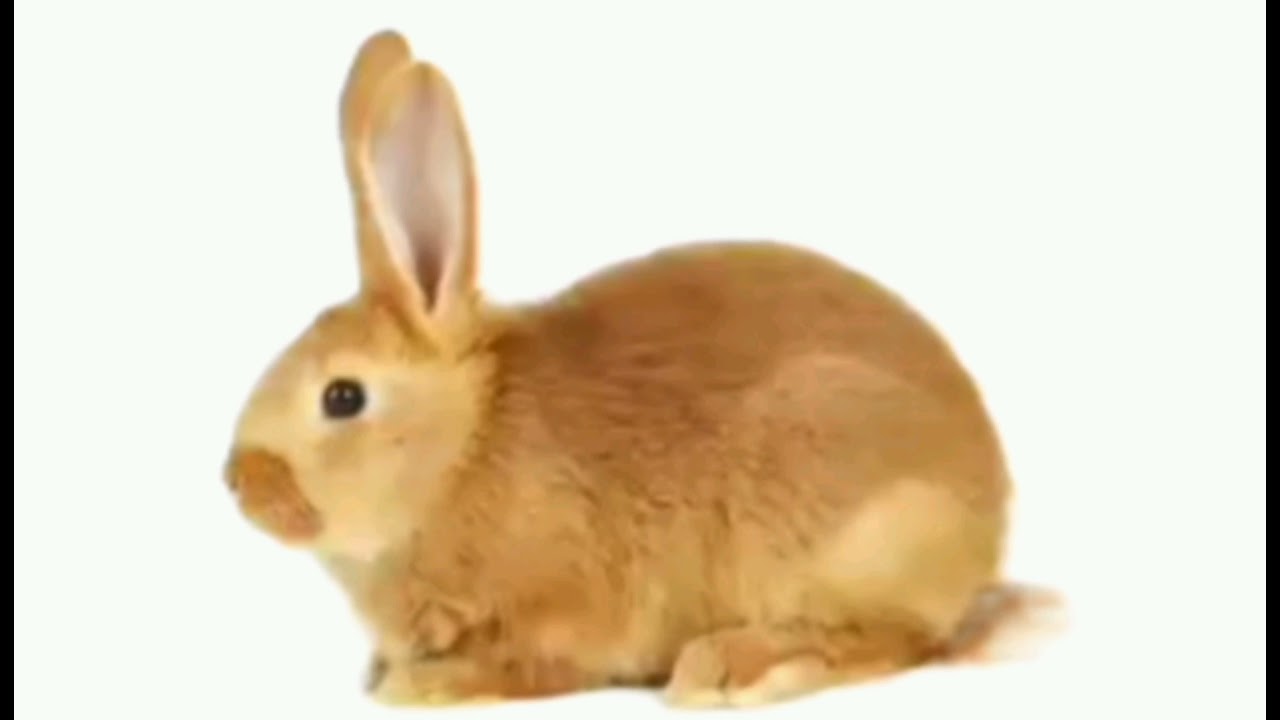 Taali e Tindi - KAWOU SARI