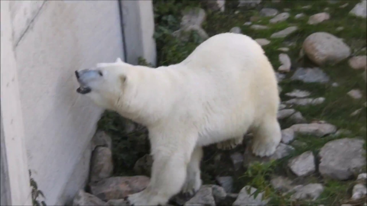 Polar Bears in Lapland, Finland