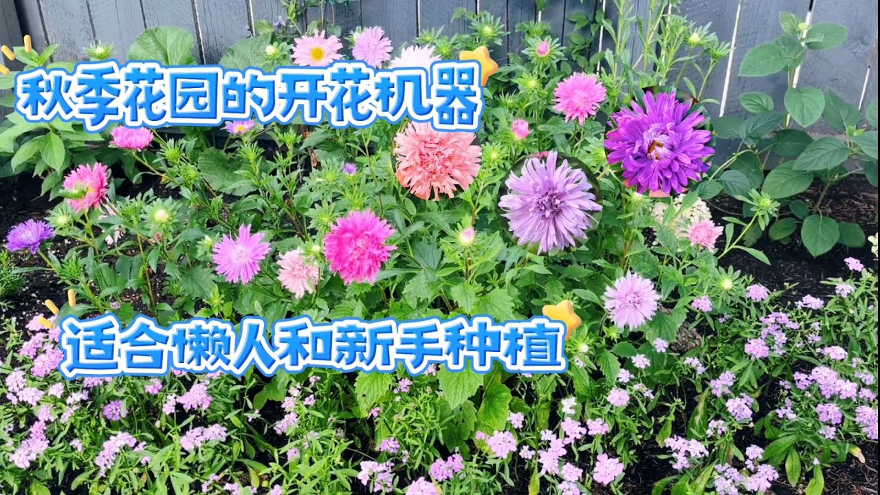 低维护的开花机器，一包种子就是一片花海/Aster 【莎拉养花】