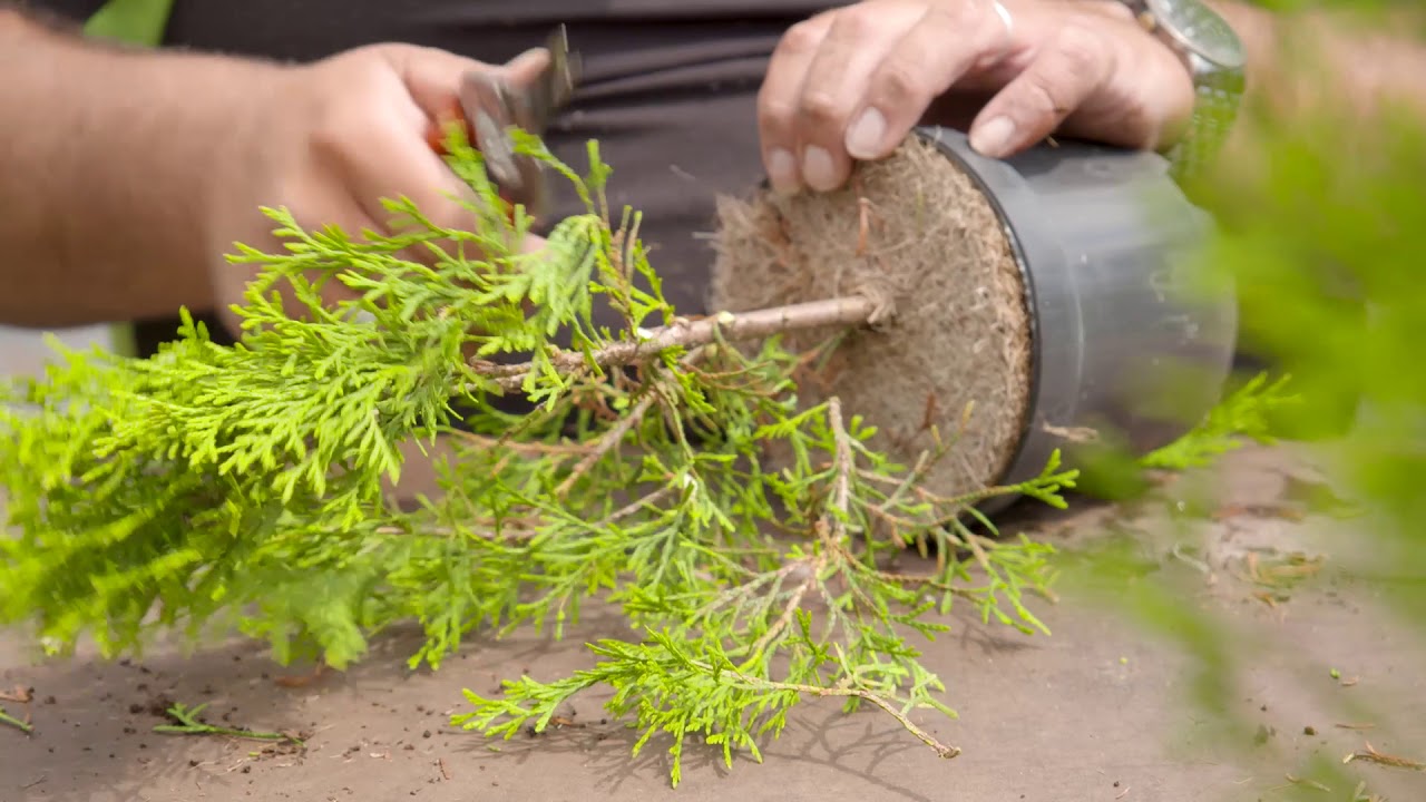 Kwekerij Roobeek item Doe Maar Duurzaam S10E12 19 augustus 2018