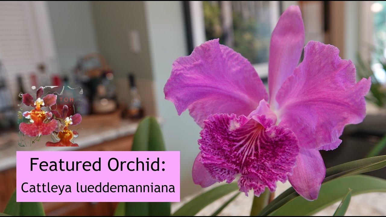 Представленная орхидея: Cattleya lueddemanniana | Впервые расцвела в моей коллекции!