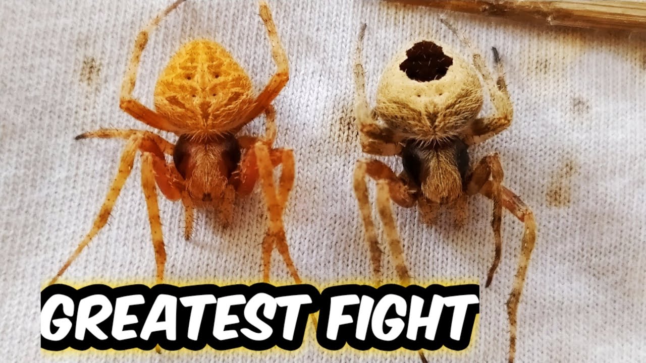 Solid match up 💪💯🕷️ - orange sailor VS black mark 🕷️😱