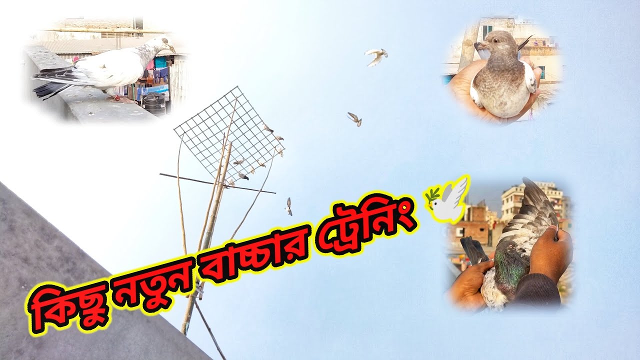 কবুতরকে বাসা চেনানোর সহজ উপায় 😎 | kivabe kobutor ke basa chinabo | Miraj Pigeon & Pets
