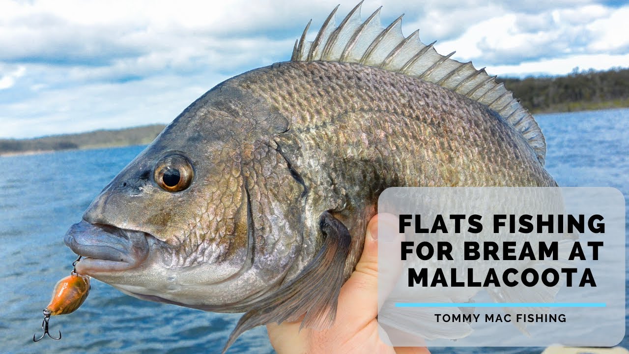 MALLACOOTA - Flats fishing for bream.