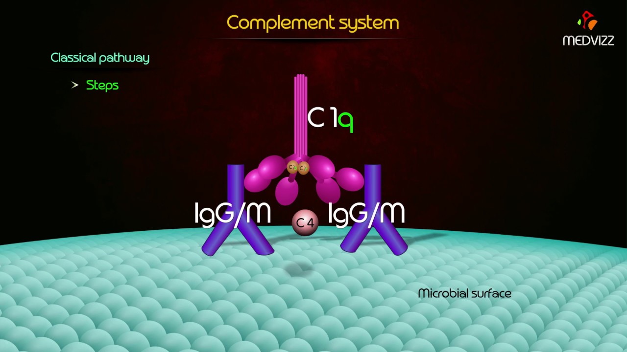 complement pathway Animation - Classial Pathway , Alternative pathway , Lectin pathway