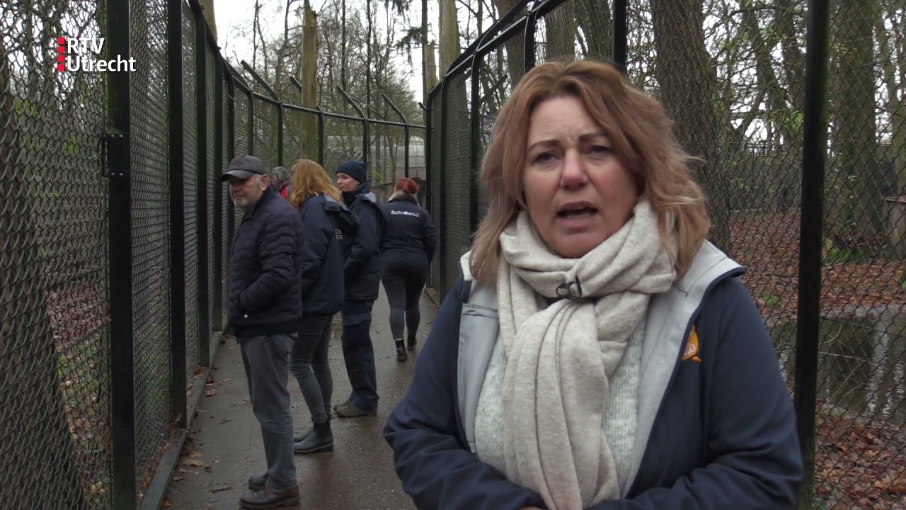Oekraïnse beren mogen het Berenbos van Ouwehands Dierenpark  [RTV Utrecht]