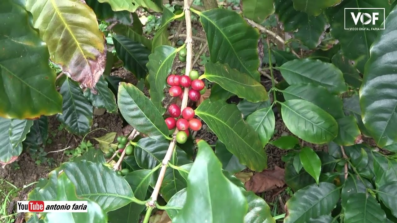 Quinta «O nosso café» na Ilha Terceira